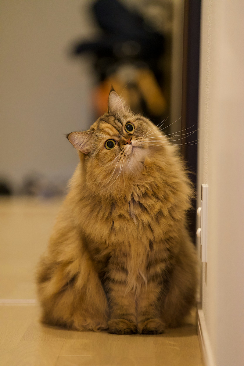 Ragamuffin